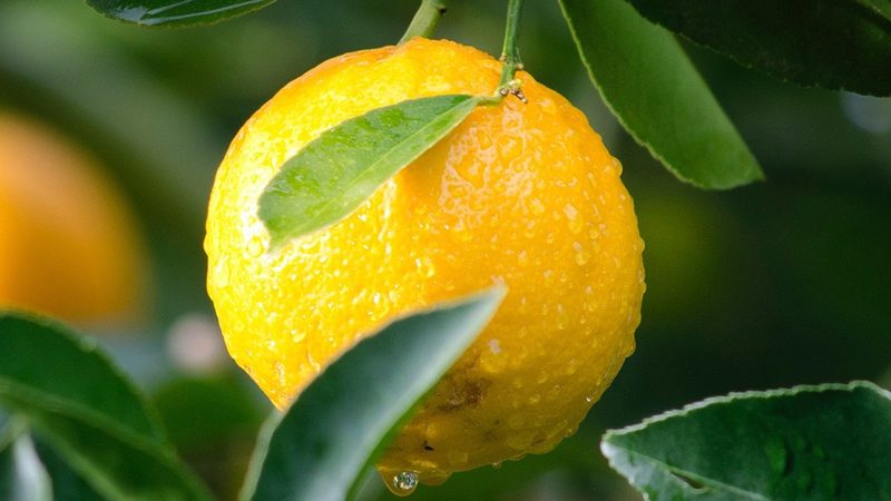 实验室塑料耗材：如何选择合适的批发方案？**